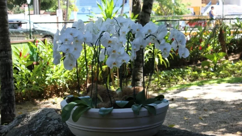 Orchids in vase outside