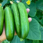Organic mini cucumbers in hand