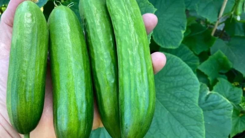 Organic mini cucumbers in hand