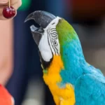 Parrot eating a red cherry