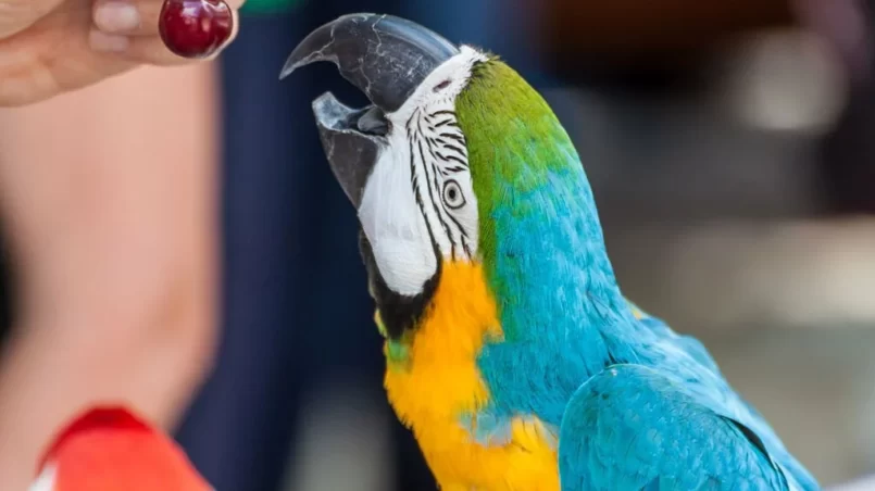 Parrot eating a red cherry