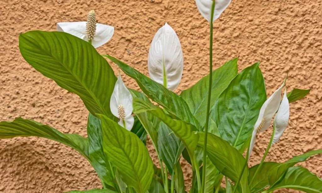 Peace lily growing outside
