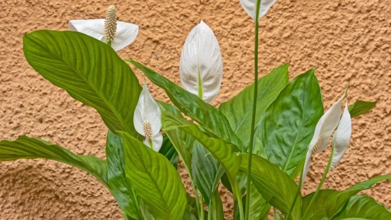 Peace lily growing outside