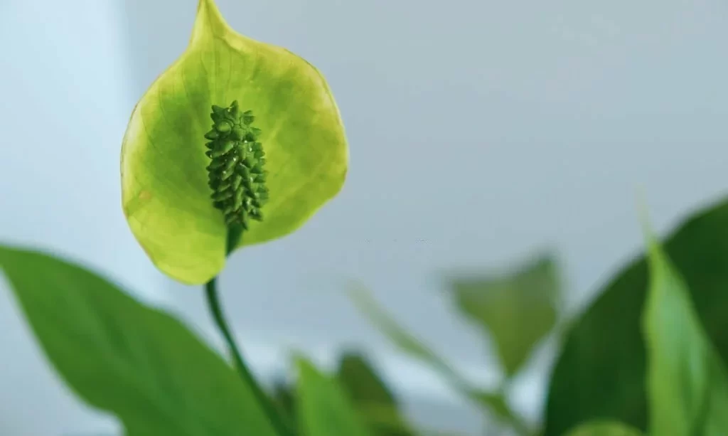 Peace lily house plant green flower