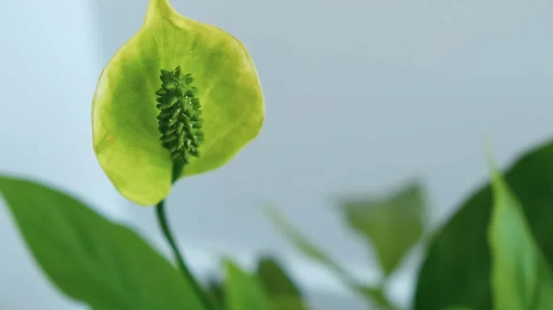 Peace lily house plant green flower