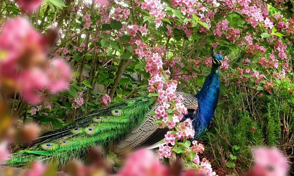Peacock in flowers
