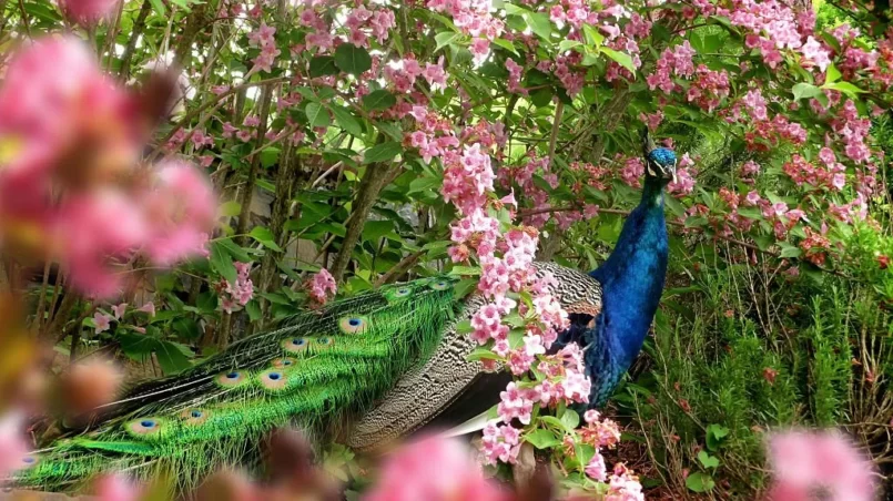 Peacock in flowers