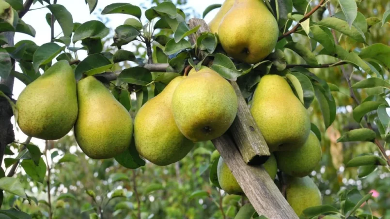 Pears ripen on the tree branch