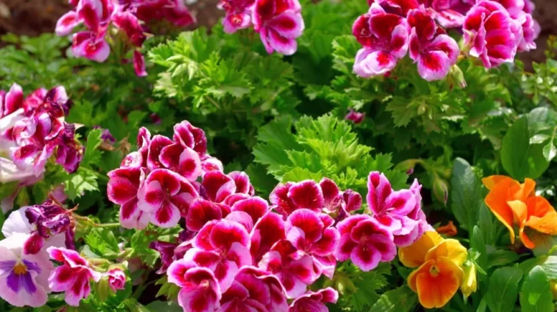 Pelargonium Flower (Geranium)