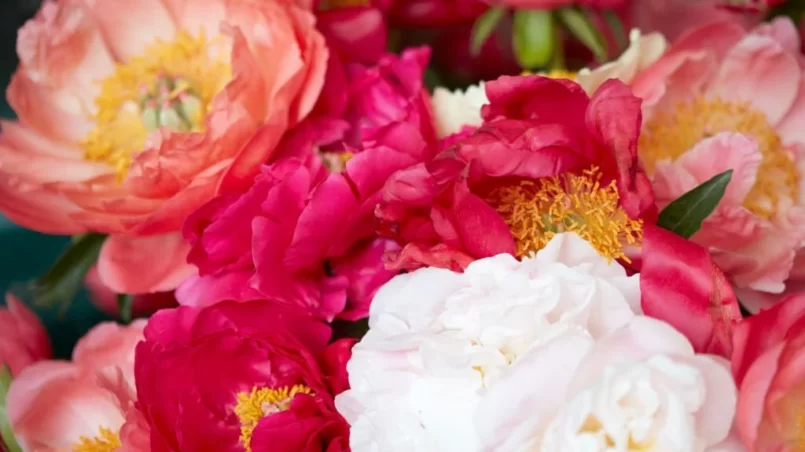 Peony flowers