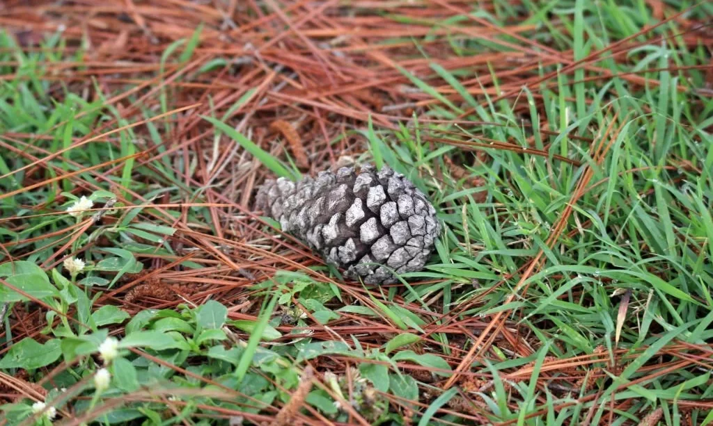 Pine cone lying on the ground with pine needles and grass