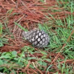 Pine cone lying on the ground with pine needles and grass