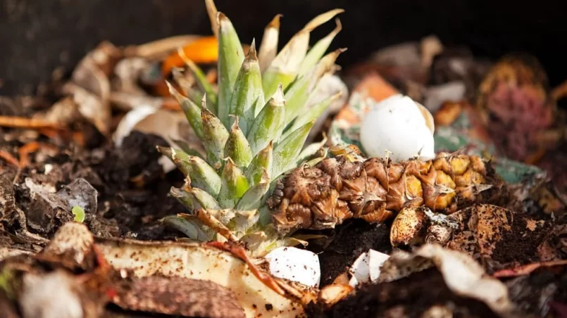 Pineaple in compost