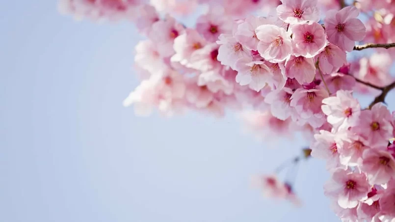 Pink Cherry Blossom