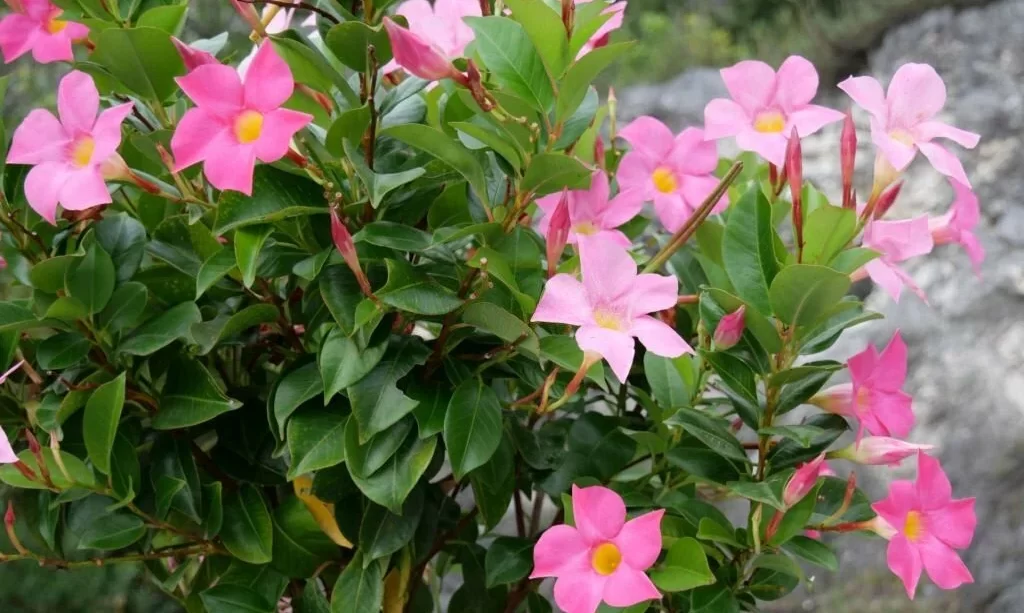 Pink mandevilla in a pot outdoors