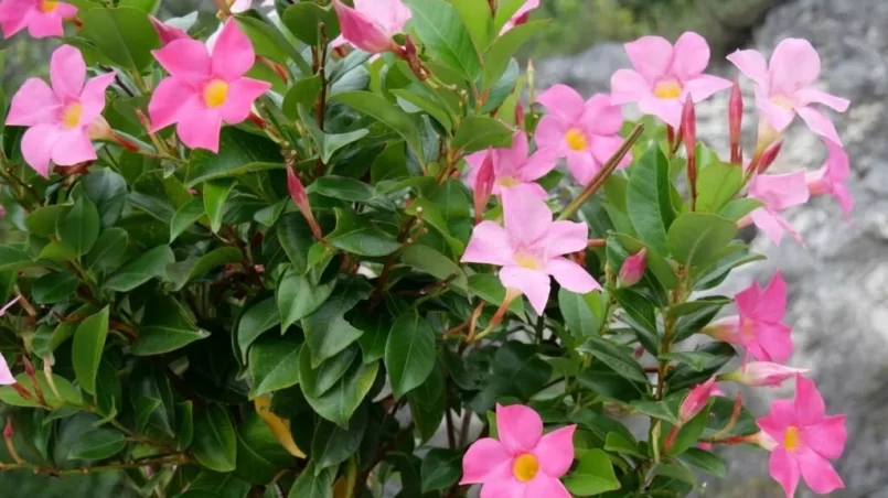 Pink mandevilla in a pot outdoors