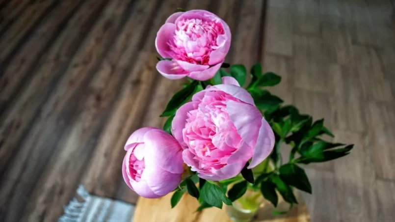 Pink peonies in water