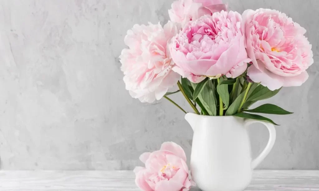 Pink peony flowers in a vase