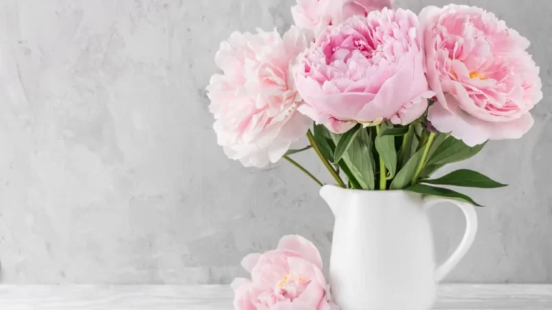 Pink peony flowers in a vase