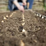 Planting Onion Sets in Vegetable Garden