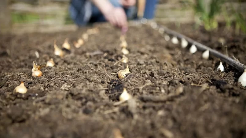 Planting Onion Sets in Vegetable Garden