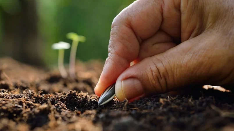 Planting Sunflower seed in soil