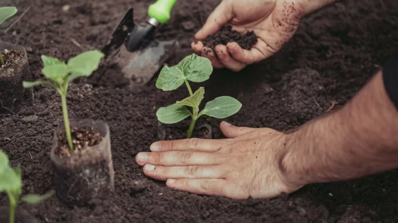 Planting cucumber seedlings