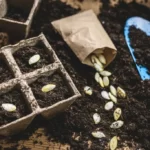 Planting pumpkin seeds into peat pot