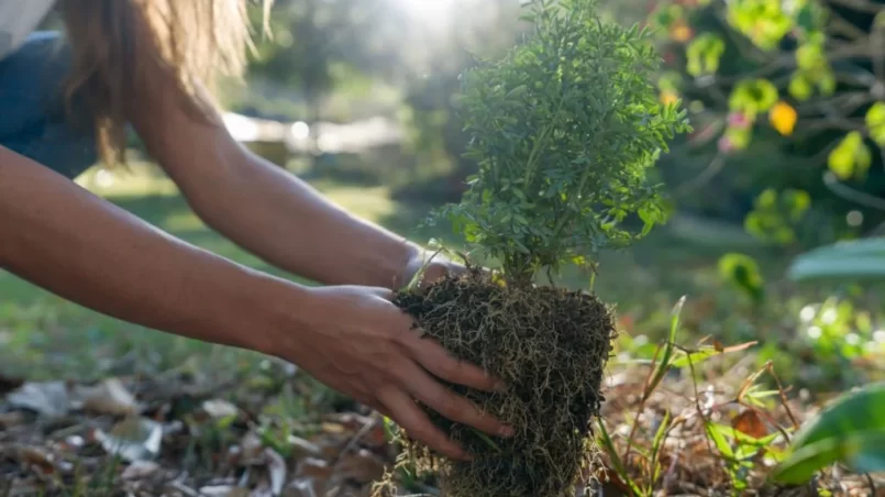 Planting shrub