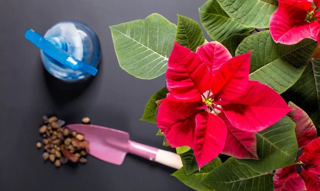 Poinsettia and tools for the care