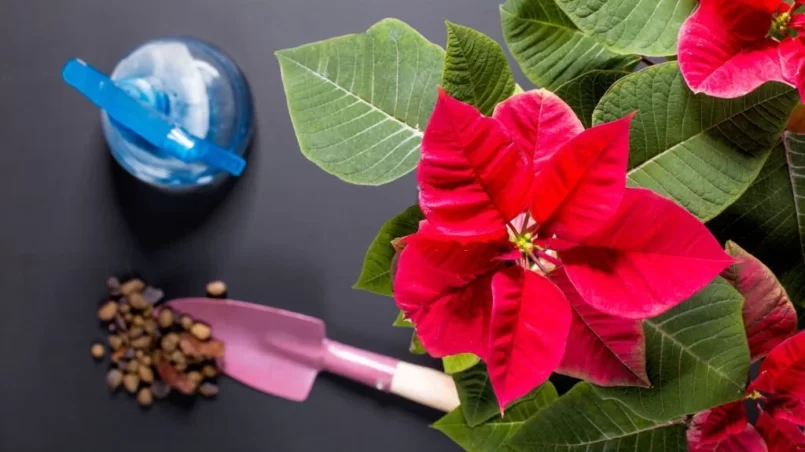 Poinsettia and tools for the care