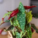 Polka Dot Begonia growing indoors
