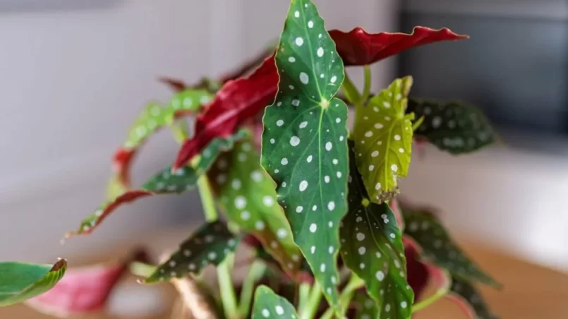 Polka Dot Begonia growing indoors