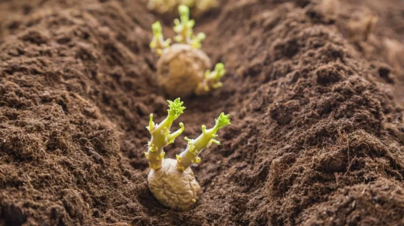 Potato tubers planting into the ground