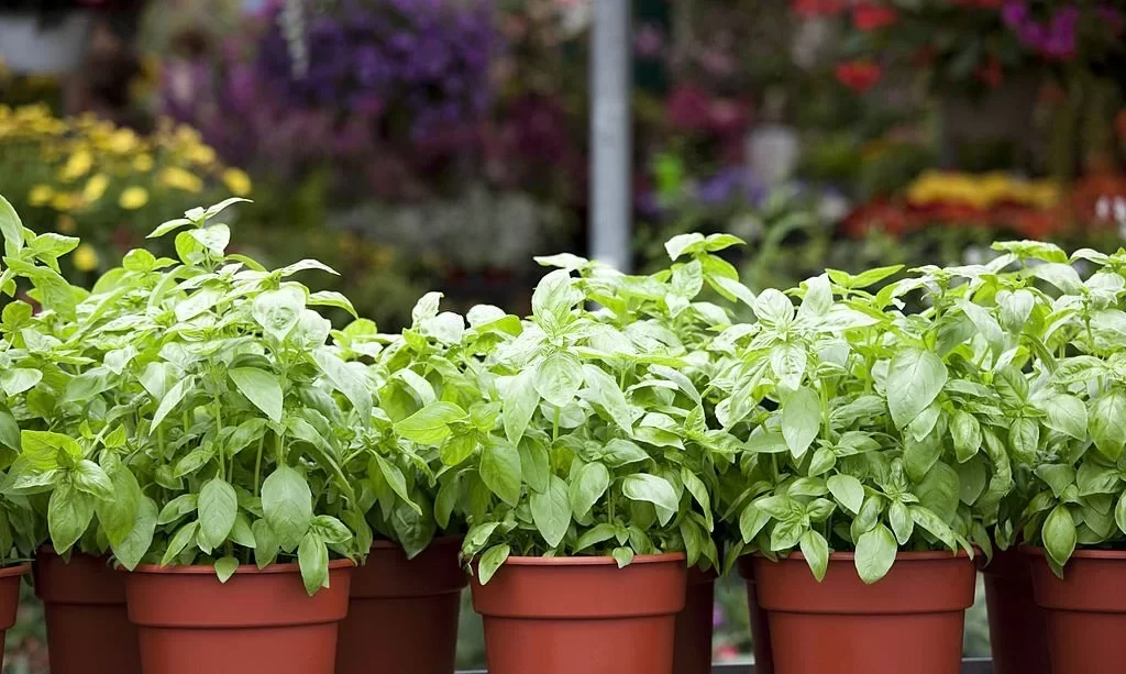 Potted Basil in plant nursery