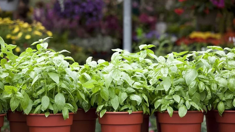 Potted Basil in plant nursery