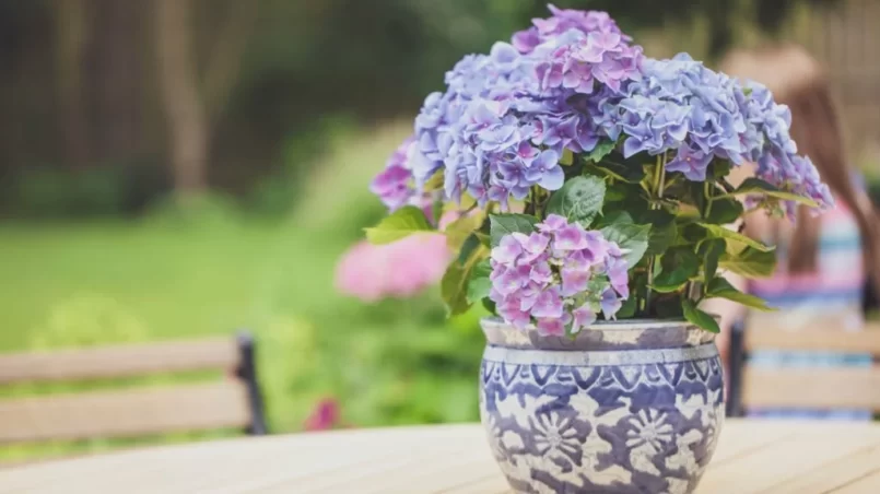 Potted Hydrangea