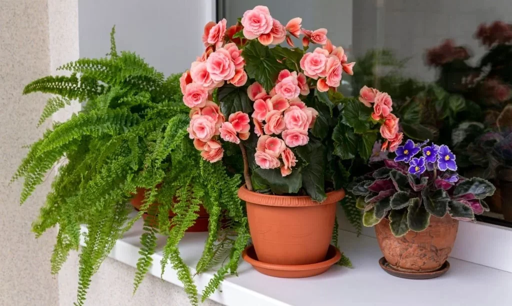 Potted begonia plant