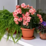 Potted begonia plant