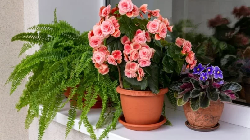 Potted begonia plant