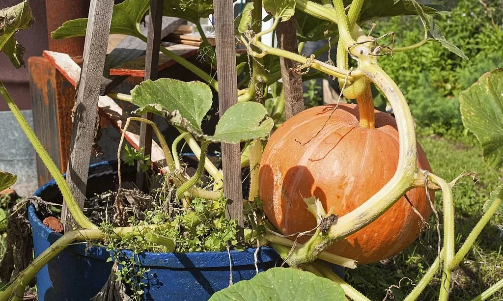 https://thegardenbugdetroit.com/wp-content/uploads/2023/10/Potted-pumpkin-in-garden-1024x613.webp