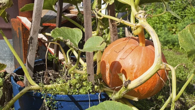Potted pumpkin in garden