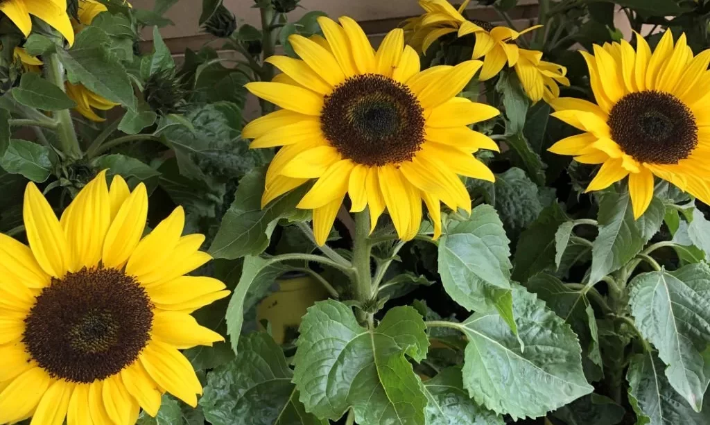 Potted sunflowers