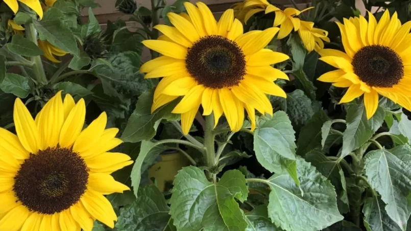 Potted sunflowers