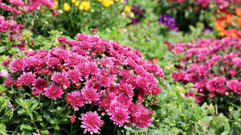 Purple chrysanthemums