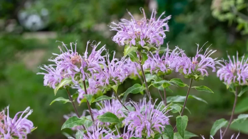 Purple wild bergamot wildflowers