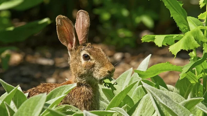 Rabbit Eating Mint