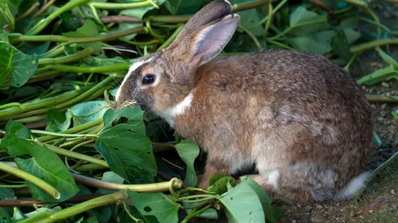 Rabbit eating plants in the garden