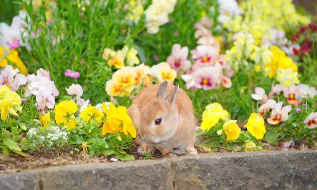Rabbit in flower garden