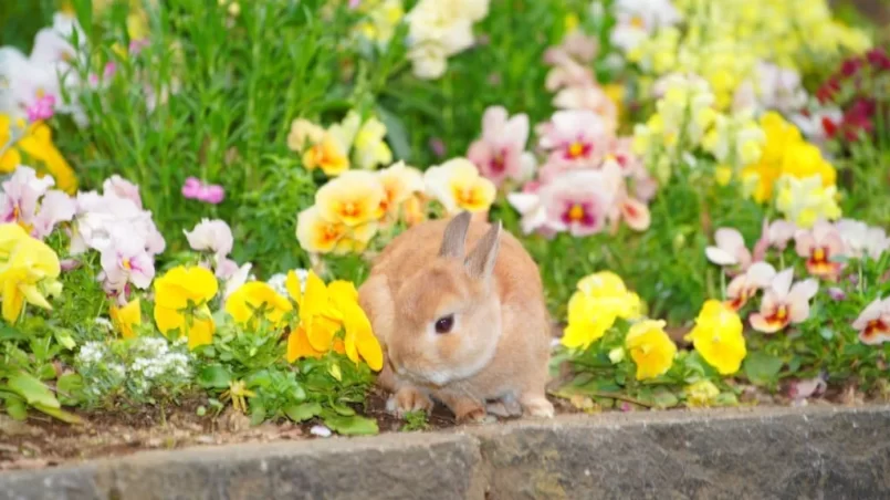 Rabbit in flower garden